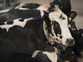 Dairy constitutes less than one per cent of Canada’s GDP.