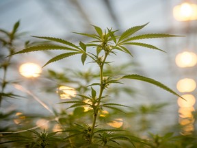 A deal that could see U.S.-based alcohol giant Constellation Brands Inc. take a majority ownership stake in leading cannabis producer Canopy Growth Corp. will be reviewed by the federal government.