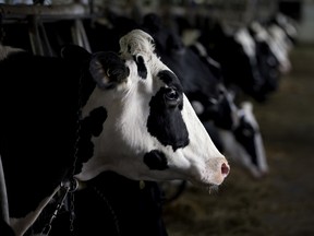 U.S. President Donald Trump wants a reworked NAFTA deal that eliminates dairy tariffs of up to 300 per cent that he argues are hurting U.S. farmers, an important political base for Republicans.