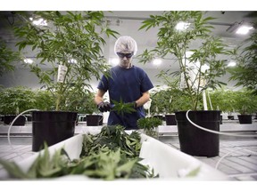 Workers produce medical marijuana at Canopy Growth Corporation's Tweed facility in Smiths Falls, Ont., on February 12, 2018. The head of Canopy Growth is talking more aggressively about expansion in the United States, if and when the drug becomes legal there, a day after the marijuana producer announced a $5-billion infusion of cash. Chief executive Bruce Linton says he has lined up an option to acquire a "humongous" greenhouse in California as part of a broader strategy to enter the U.S. market quickly, even though the drug is currently illegal at the federal level.