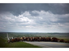 Cowboys move 200 cows and their calves along a secondary highway north west of Calgary, Alta., Tuesday, May 28, 2013. Cattle producers on the Prairies are hoping for the best but preparing for the worst as an ongoing drought continues to diminish pastures.