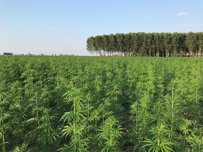 CROP & XHemplar’s joint venture Italy property, approximately 600,000 healthy high CBD hemp plants.