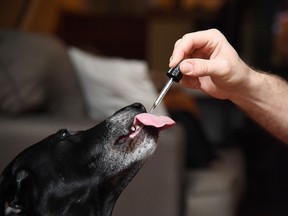 Brett Hartmann gives his dogs Cayley, a six-year-old-Labrador Retriever drops of a cannabis based medicinal tincture to treat hip pain and anxiety, June 8, 2017 at his home in Los Angeles, California. Many cannabis companies have been positioning themselves to cash in on the drug’s potential for pets as the country prepares up to for legalization of cannabis for adult use this fall.