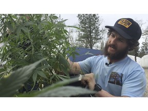 FILE - In this April 5, 2017 file photo, is Matthew Miller of Millerville Farms looking over a marijuana plant in Cave Junction, Ore. Oregon will require cultivators growing outdoor marijuana for general use to notify the state when they plan to harvest. The rule that takes effect Saturday, Sept. 1, 2018, is intended to prevent marijuana from being diverted out-of-state to the black market after pressure from federal officials.