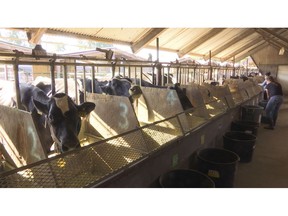 In this June 8, 2018 image taken from video, dairy cows eat feed mixed with seaweed in a dairy farm at the University of California, Davis, in Davis, Calif. UC Davis is studying whether adding small amounts of seaweed to cattle feed can help reduce their emissions of methane, a potent greenhouse gas that's released when cattle burp, pass gas or make manure. Dairy farms and other livestock operations are major sources of methane.