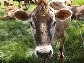 In this May 8, 2018, photo, a Jersey cow feeds in a field on the Francis Thicke organic dairy farm in Fairfield, Iowa. Small family operated organic dairy farms with cows freely grazing on verdant pastures are going out of business while large confined animal operations with thousands of animals lined up in assembly-line fashion are expanding. Many traditional small-scale organic farmers are fighting to stay in business by appealing to consumers to look closely at the organic milk they buy to make sure it comes from a farm that meets the idyllic expectations portrayed on the cartons.