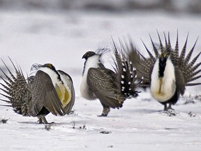 FILE - In this April 20, 2013 file photo, male greater sage grouse perform mating rituals for a female grouse, not pictured, on a lake outside Walden, Colo. Some Western governors say a new Trump administration directive threatens to undermine a hard-won compromise aimed at saving a beleaguered bird scattered across their region. The directive, issued in late July 2018, severely limits a type of land swap involving federal property. Critics say that eliminates an important tool for saving habitat for the shrinking population of greater sage grouse.