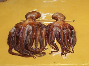 FILE - In this Sunday, Feb. 18, 2018 file photo, octopus are seen drying out before sale at a market in Gangneung, South Korea. Whether it's stewed in the Spanish style or sliced as Japanese sashimi, octopus as a dish is becoming a victim of its own popularity. Prices for the tentacled mollusc have about doubled in the past two years due to a global boom in appetite for these classic dishes. And supplies have tightened, with fisheries not yet able to farm octopus and relying on ocean currents to yield a good harvest.