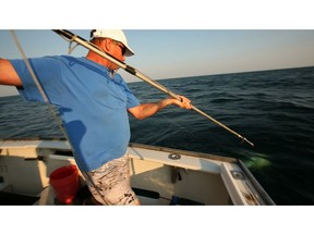 In this Monday, Aug. 6, 2018 photo, Capt. Pete Speeches prepares to throw a harpoon into an Atlantic bluefin tuna after a long battle on rod and reel off the coast of southern Maine. Bluefin tuna are harvested on both sides of the Atlantic, using primarily harpoon and rod-and-reel in the west and seining nets and longline fishing in the east.