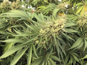 FILE - This Sept. 30, 2016, file photo shows a marijuana bud before harvesting near Corvallis, Ore. A new report by the Oregon-Idaho High Intensity Drug Trafficking Area finds that Oregon is producing 2 million pounds of cannabis, about five times more than the demand in the state of about 4 million people.