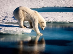 A polar bear testing the ice in the Arctic.