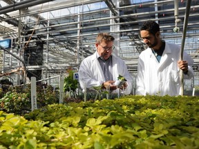 Al Unwin (left), associate dean of Niagara College's School of Environmental and Horticultural Studies, and Denzil Rose, a student in Niagara College's Greenhouse Technician program are shown in a handout photo. The southern Ontario college says it will be the first to offer a postsecondary credential in the production of commercial cannabis.