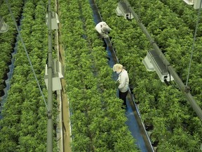 Staff work in a marijuana grow room that can be viewed by at the new visitors centre at Canopy Growths Tweed facility in Smiths Falls, Ontario.