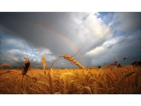 FILE- In this July 16, 2012, file photo, a rainbow shines over a sun-bathed wheat field east of Walla Walla, Wash. The trade war with China is making life difficult for many farmers across Washington state. Washington State stands to lose $480 million in agricultural exports to China because of retaliatory tariffs, according to the state Department of Agriculture.