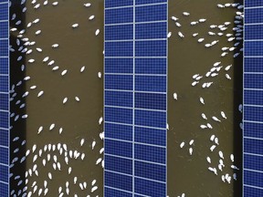 In this June 14, 2018, photo, ducks swim underneath the solar panels built on a duck farm in Binzhou in east China's Shandong province. China says it is challenging a U.S. tariff hike on solar panels before the World Trade Organization, adding to its sprawling conflicts with President Donald Trump over trade and technology. (Chinatopix via AP)
