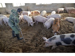 In this Dec. 19, 2014, photo, a worker digs in a fermentation bed at an organic pig farm in Handan in northern China's Hebei province. China, the world's largest producer of pork, is battling an African swine fever outbreak that could potentially devastate herds. Authorities say the disease, which is fatal only to pigs and wild boar, has been detected in multiple locations across the vast country. (Chinatopix via AP)