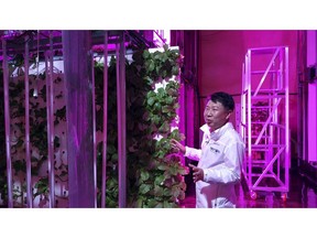 In this Aug. 9, 2018, photo, head of NextOn Choi Jae Bin explains about his farm's crop cultivation system next to sesame leaves growing on vertically stacked styrofoams at the tunnel-based vertical indoor farm NextOn in Okcheon, South Korea. The high-tech farm inside a former tunnel in South Korea is seen as a potential solution to the havoc wreaked on crops by the extreme weather linked to climate change, and to shortages of land and workers as the country ages.