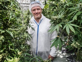 CannTrust president Brad Rogers stands amid marijuana plants at the company’s Niagara greenhouse.