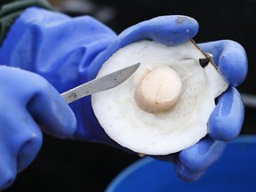 FILE - In this Dec. 17, 2011 file photo, scallop meat is shucked at sea on opening day off Harpswell, Maine. The state's scallop fishermen are looking at another year of conservative management in 2018, and members of the industry said that could be the best way to make sure the fishery continues rebuilding.