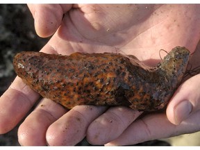 FILE - This Dec. 30, 2005, file photo shows a sea cucumber in California. The owner of a Washington seafood company has been sentenced to three years in prison for overharvesting sea cucumbers in the Puget Sound in Wash. U.S. Attorney Annette Hayes said Friday, Sept. 28, 2018, 62-year-old Hoon Namkoong's actions damaged the health of ecological health of the Puget Sound and will impact sea cucumber numbers for years to come. Namkoong's company, Orient Seafood Production, sold the harvest in Asia and the U.S.