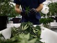 As Health Canada continues to issue cultivation and sales licenses to pot companies and the deadline for legalization looms, the demand for workers in the sector has been soaring.