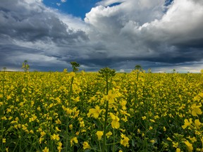 A canola field in Alberta. Canada is the world's top grower of canola.