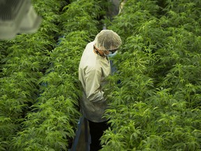 Canopy Rivers Corp. was spun out from marijuana company Canopy Growth Corp. Its shares began trading on Canada's TSX Venture Exchange through a reverse takeover under the symbol RIV.