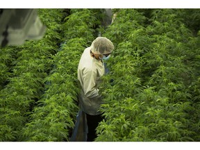 Staff work in a marijuana grow room that can be viewed by at the new visitors centre at Canopy Growths Tweed facility in Smiths Falls, Ont., on Thursday, Aug. 23, 2018.