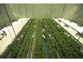 Staff work in a marijuana grow room that can be viewed by at the new visitors centre at Canopy Growths Tweed facility in Smiths Falls, Ontario on Thursday, Aug. 23, 2018.