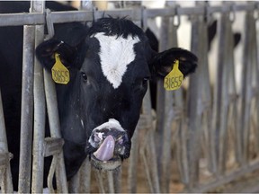 A cow stands in one of the dairy barns on the Fair Oaks Farms in Fair Oaks, Ind., in this Monday, Jan. 26, 2015. More Canadians have likely slathered their late-summer corncobs with American-made butter in recent years, and it had nothing to do with U.S. President Donald Trump's demands for more access to Canada's dairy market.