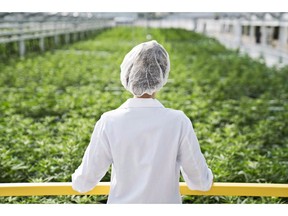 An Aphria worker look out over a crop of marijuana in this undated handout image. Licensed producer Aphria Inc. says it has exited the U.S. market for now by completing the sale of its remaining holdings in Liberty Health Sciences Inc.