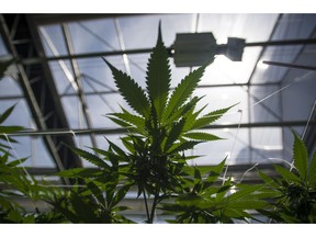 Cannabis plants are photographed during the grand opening event for the CannTrust Niagara Greenhouse Facility in Fenwick, Ont., on Tuesday, June 26, 2018. It's being touted as the next new miracle ingredient for everything from pet treats to anti-aging face creams and elixirs that can help an athlete's aching body recover faster. But that's not the only reason that cannabidiol or CBD, a compound derived from cannabis that doesn't get people stoned, is being eyed by companies of all stripes including beverage giant Coca-Cola.