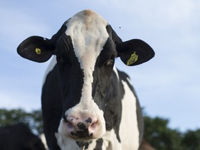 Canada's protected dairy industry is one of three sticking points in NAFTA talks.