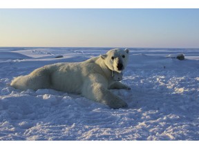 FILE - In this April 15, 2015, file photo, provided by the United States Geological Survey, a polar bear wearing a GPS video-camera collar lies on a chunk of sea ice in the Beaufort Sea. A tiny Alaska Native village has experienced a boom in tourism in recent years as polar bears spend more time on land than on diminishing Arctic sea ice. Alaska's Energy Desk reports more than 2,000 people visited the northern Alaska village of Kaktovik on the Beaufort Sea in 2017 to see polar bears in the wild. Jennifer Reed of the Arctic National Wildlife Refuge says the village had less than 50 visitors annually before 2011.