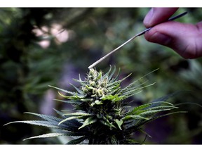 FILE--In this April 24, 2018, file photo, a hemp plant is pollinated at the Unique Botanicals facility in Springfield, Ore. The Coca-Cola Company says that it's "closely watching" the growth of the use of a non-psychoactive element of cannabis in wellness drinks.