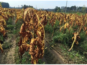 Tobacco plants battered and bruised by Hurricane Florence stand unharvested in fields near Fremont, N.C., on Thursday, Sept. 20, 2018. Farmer Craig West said the leaves are about as appealing and saleable as a bunch of bruised bananas, but they can't be harvested anyway because the fields are too soggy after the storm.