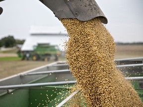 Soybeans are loaded into a grain cart during harvest in Wyanet, Illinois. The trade conflict between China and the U.S. means traditional trading patterns have gone haywire.