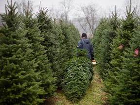 A 7-foot Fraser fir from a North Carolina farm will cost $115, according to an Amazon holiday preview book. Some will qualify for Prime free shipping.