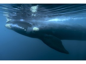 FILE - In this Oct. 11, 2017 file photo, a Southern right whale glides in the waters off El Doradillo Beach, Patagonia, Argentina, during the annual whale migration from Antarctica to Argentina's Patagonia to give birth and feed their offspring. Japan is proposing an end to a decades-old ban on commercial whaling, arguing there is no longer a scientific reason for what was supposed to be a temporary measure, at the International Whaling Commission meetings that opened Monday, Sept. 10, 2018 in Florianopolis, Brazil.