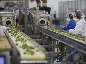 Workers trim marijuana on conveyor belt before being packaged at Aphria in Leamington, Ont.