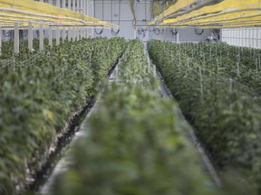Aphria Inc. is the best way to play the sector, according to the Scotiabank analysts, who initiated coverage of the stock with a sector outperform rating.