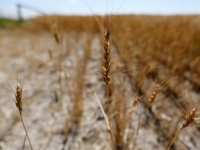 Barley wilts in a parched field east of Calgary on Sunday August 6, 2017. Climate change will brew trouble for beer lovers in coming decades as it shrinks yields of barley, a study says.