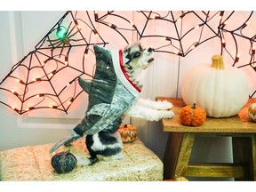 PetSmart, the leading pet specialty retailer in North America, offers an assortment of Halloween costumes and accessories, toys and treats. The line includes costumes such as this shark costume as worn by @tinkerbellethedog (189K followers) in this image. The collection is available now in all 1,600-plus PetSmart stores across the U.S. and Canada and online at petsmart.com and petsmart.ca. (Image Credit: @tinkerbellethedog)