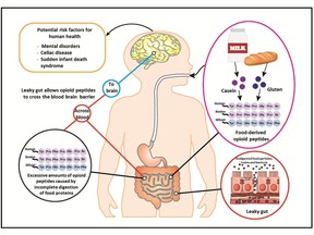 Fig 1. Food-derived opioid peptides are potential risk factors for human health