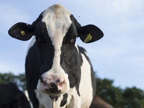 A cow stands at the Lookout dairy farm in North Hatley, Quebec, Canada on Wednesday, Sept. 5, 2018. Talks between the U.S. and Canada†resumed again†Wednesday in Washington, and will†continue Thursday†as the nations push to reach a deal to update the 1994 accord amid President Trump's threats to move on without Canada. Dairy is one of the core remaining issues. Photographer: Christinne Muschi/Bloomberg ORG XMIT: 775223844