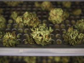 Cannabis buds lay along a drying rack at CannTrust Niagara Greenhouse Facility in Fenwick, Ont.