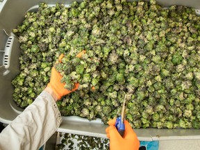 anopy Growth workers trim marijuana plants in the Tweed facility in Smiths Falls, Ont.