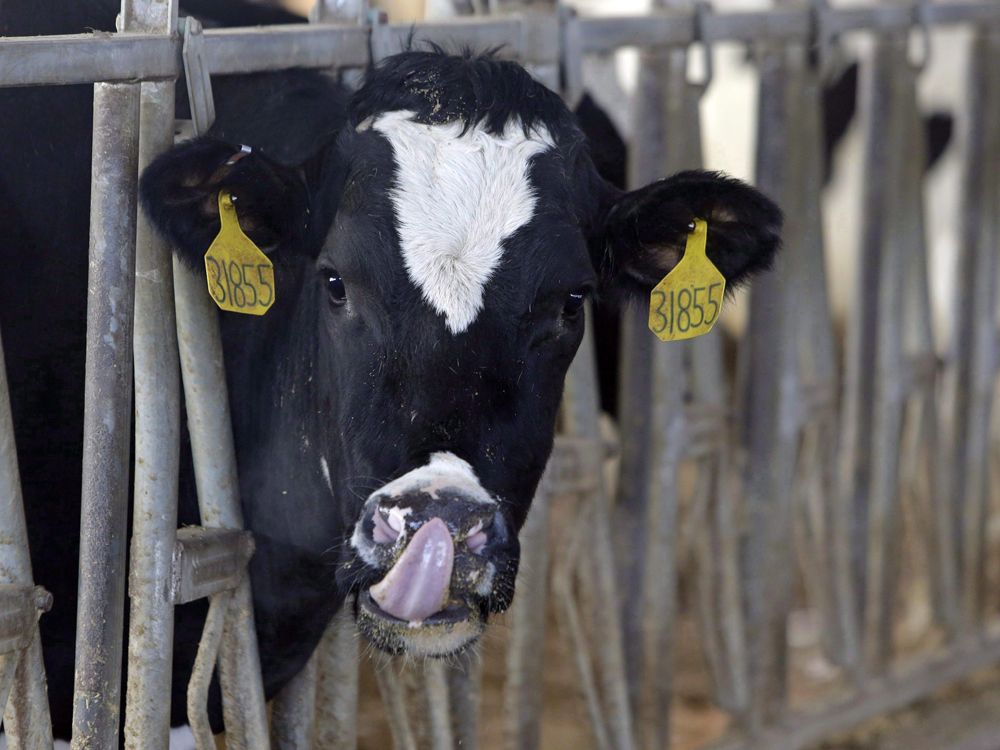 Canadian dairy farmers critical of new USMCA trade deal, says it 