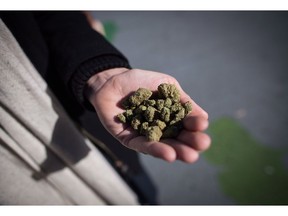 A man holds a handful of dried marijuana flowers on the day recreational cannabis became legal, in Vancouver, on Wednesday, October 17, 2018.