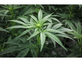 Marijuana plants are shown at a cultivation facility in Olds, Alta., Wednesday, Oct. 10, 2018.  Shifting statements from U.S. border officials have prompted some Canadian cannabis industry players to think twice about traveling south of the border, just weeks before a significant pot industry conference in Las Vegas.